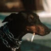 jamesdave2005